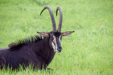 A sable antelope in a nature reserve in Zimbabwe