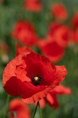 Close-up of a red wild poppy flower. The poppy flower grows in a meadow with other flowers. The sun is shining