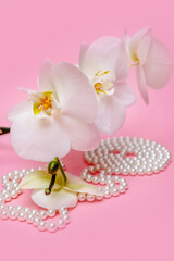 Fototapeta na wymiar Pearl necklace and Purple orchid on pink background 