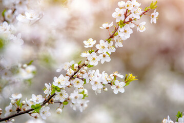 Cherry blossom branch in the garden in spring
