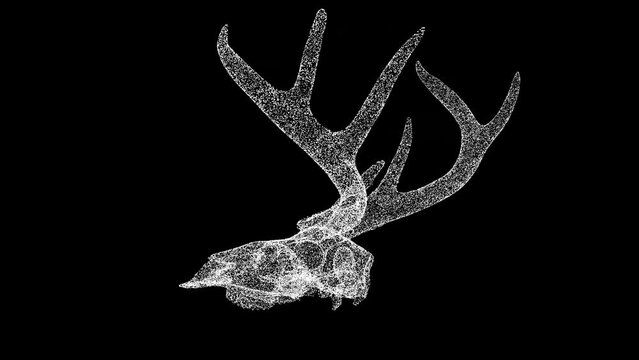 3D deer skull rotates on black background. Object made of shimmering particles. Wild animals concept. Protection of the environment. For title, text, presentation. 3d animation 60 FPS