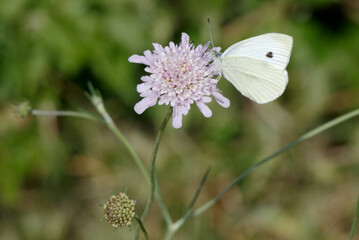 Papillon Piéride du chou butine.