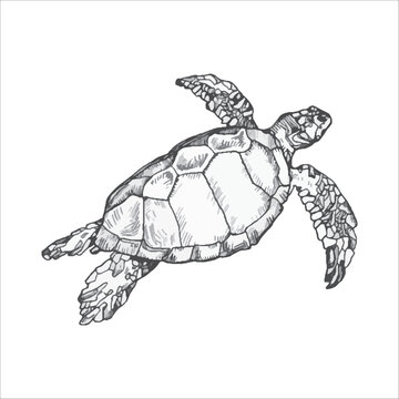 Handdrawn turtle illustration, turtle drawing, artwork, sushi, fish, design, sea animal