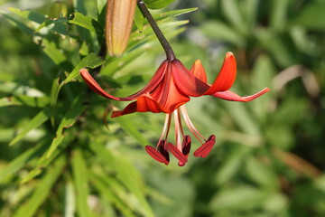 Feuer-Lilie © Willy