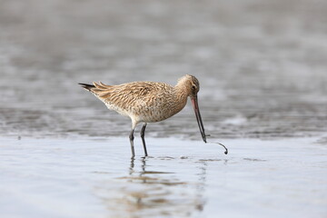 Bar-tailed Godwit (Limosa lapponica) in Japan