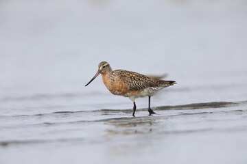 Bar-tailed Godwit (Limosa lapponica) in Japan