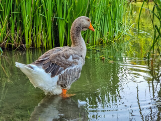 Side view of a large Dewlap Toulouse Goose walking towards a pond.Toulouse geese domesticated French breed standing in water near green grass by a pond in rural south France