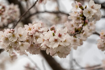 満開のソメイヨシノ