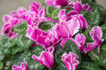ピンクに咲く春のシクラメン