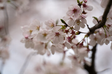 満開のソメイヨシノ