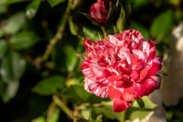 Red white roses. Bush in the garden. Rosebud. Summer flower petals. Rose bud in nature. Branch and leaves. Botanical plant.