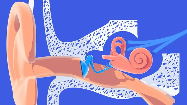 3d animation of the inner ear anatomy with flat colors, cut out on white background. Graphic representation of snail, bones, eardrum, nerves, and ear. Moving in space.