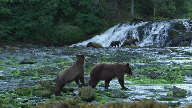 Some brown bears were walking up and down the bank of the river. Alaska's wilderness: majestic brown bears, summer rivers and salmon.