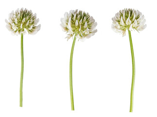 Macro photography with white clover flowers isolated on transparent background