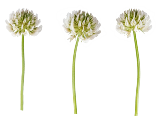 Macro photography with white clover flowers isolated on transparent background