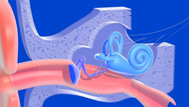 3d animation of the anatomy of the inner ear transparent, cut out on a blue background. Transparent graphic representation of the interior, snail, bones, eardrum, nerves. And the ear.