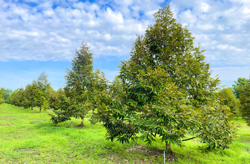 Fototapeta premium Monthong Durian Farm at Thailand