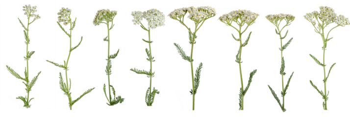 Macro photography with achillea millefolium flower isolated on transparent background.