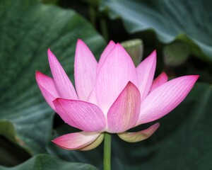 pink lotus flower  is under the green lotus leaves