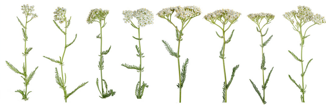 Macro photography with achillea millefolium flower isolated on transparent background.