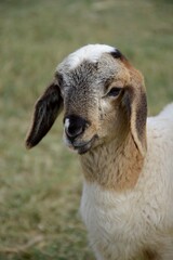 Fototapeta premium close up view of a cute sheep