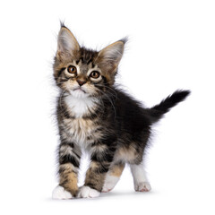 Super sweet classic brown tabby with white Maine Coon cat kitten, standing up facing front. Looking straight to camera with mesmerising brown eyes. Isolated on a white background.