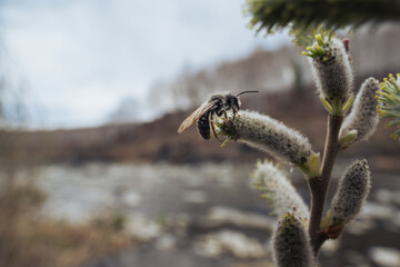Wasp collecting pollen from violet willow (Salix acutifolia) in spring. Blurred background, blooming plant, pussy, wide angle macro