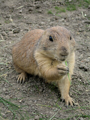 Naklejka na ściany i meble Cute groundhog eating grass close up outdoors