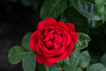 Red roses. Bush in the garden. Rosebud. Summer flower petals. Rose bud in nature. Branch and leaves. Botanical plant.