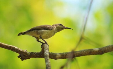 Beautiful blooming flower in garden 