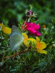 Beautiful blooming flower in garden 