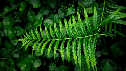 Grass plants, green leaves, Centella Asiatica