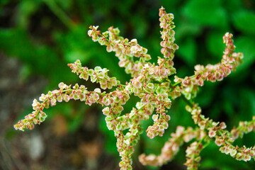 スイバのアップ