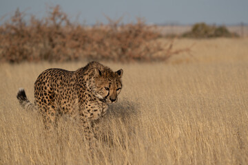 A cheetah searching for prey in the grasslands of the Kalahari Desert in Namibia.