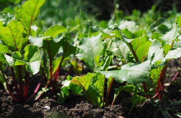 Beet tops in the beds. Beets grow from the ground. Homemade beets in the yard. Fresh beet leaves