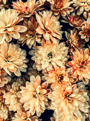 Chrysanthemen mit Tautropfen