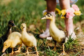 baby ducks in the grass with flowers