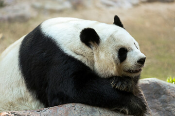 Obraz premium giant panda bear at the zoo 2
