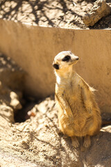 meerkat playing at the zoo