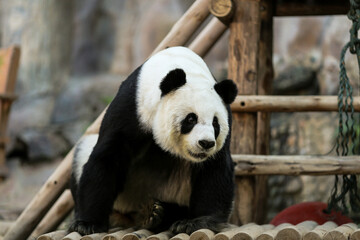 Fototapeta premium giant panda bear at the zoo