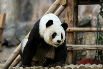 giant panda bear at the zoo