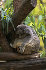 Sleeping Koala on the tree