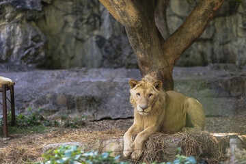 Lion look straight to you