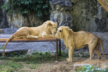 Fototapeta na wymiar Two lions playing with each others 2