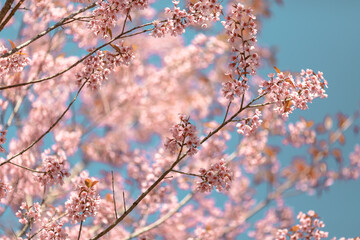 Phaya Sua Krong flowers at Khun Changkean, Chiang mai, Thailand 3