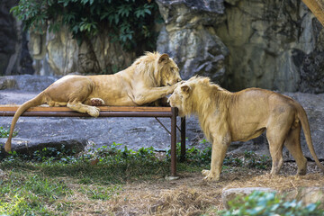 Two lions playing with each others 1