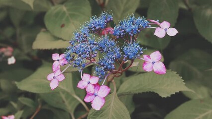 初夏6月の梅雨時にふわっと綺麗に咲くアジサイ