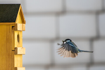 Meise beim Anflug auf Brutkasten