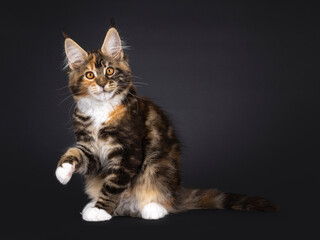 Fantastic tortie Maine Coon cat kitten, sitting up side ways with one paw up like saying hello. Looking straight towards camera. Isolated on a black background.