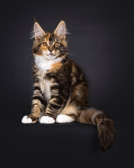 Fantastic tortie Maine Coon cat kitten, sitting up side ways. Looking straight towards camera. Isolated on a black background.